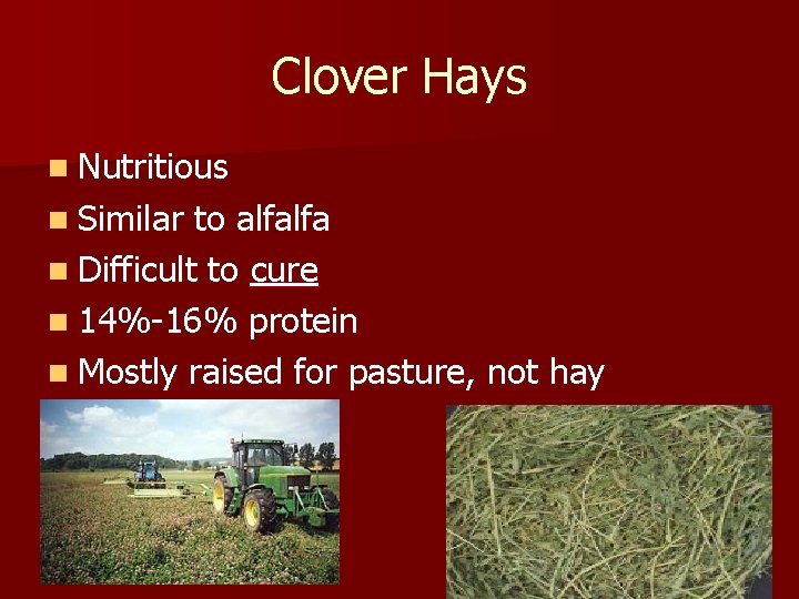 Clover Hays n Nutritious n Similar to alfalfa n Difficult to cure n 14%-16%
