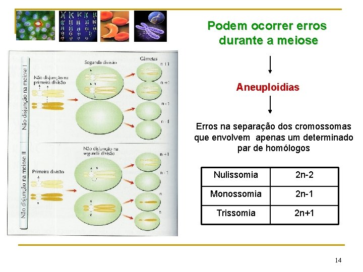 Podem ocorrer erros durante a meiose Aneuploidias Erros na separação dos cromossomas que envolvem