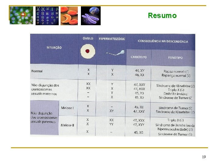 Resumo 19 