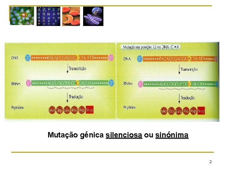 Mutação génica silenciosa ou sinónima 2 