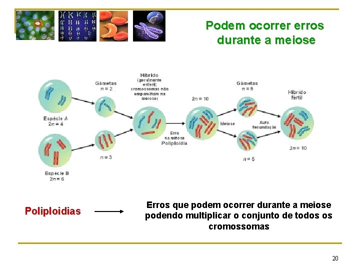 Podem ocorrer erros durante a meiose Poliploidias Erros que podem ocorrer durante a meiose