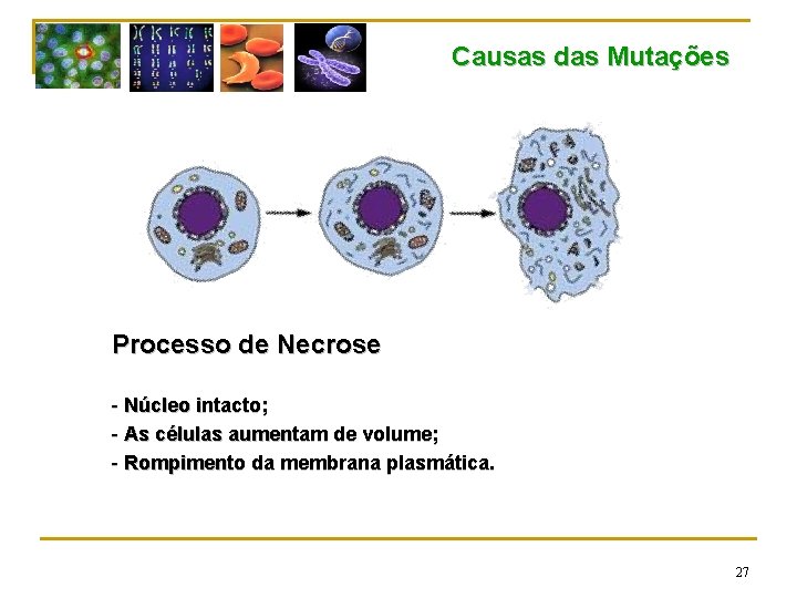 Causas das Mutações Processo de Necrose - Núcleo intacto; - As células aumentam de