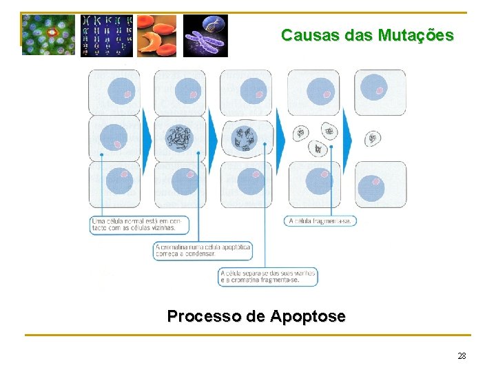 Causas das Mutações Processo de Apoptose 28 