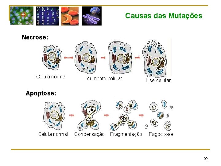 Causas das Mutações Necrose: Célula normal Aumento celular Lise celular Apoptose: Célula normal Condensação