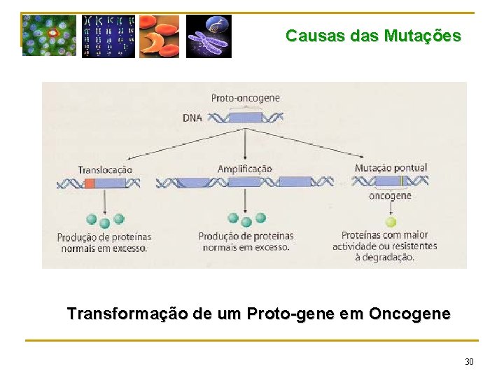 Causas das Mutações Transformação de um Proto-gene em Oncogene 30 