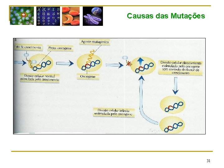 Causas das Mutações 31 