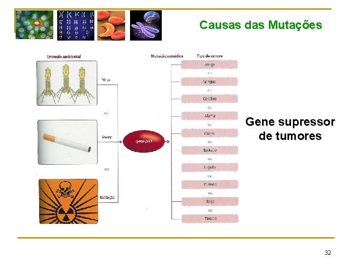Causas das Mutações Gene supressor de tumores 32 
