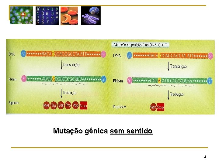 Mutação génica sem sentido 4 