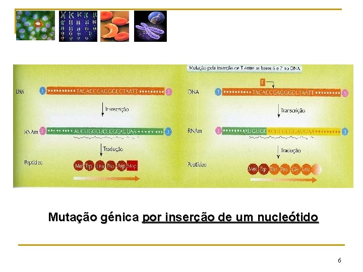 Mutação génica por inserção de um nucleótido 6 