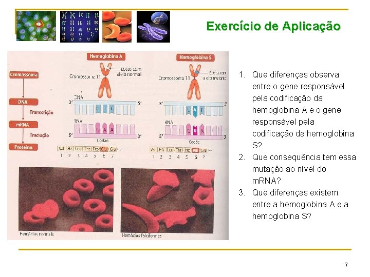 Exercício de Aplicação 1. Que diferenças observa entre o gene responsável pela codificação da