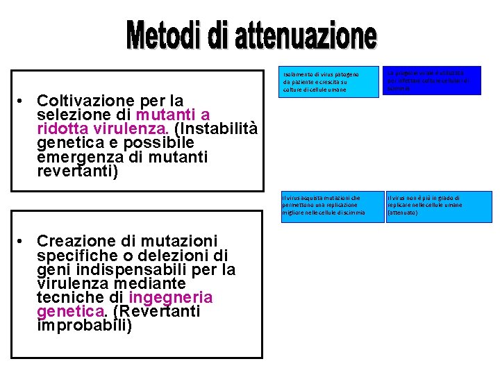  • Coltivazione per la selezione di mutanti a ridotta virulenza. (Instabilità genetica e