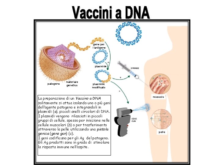 gene per l’antigene plasmide patogeno materiale genetico plasmide modificato La preparazione di un Vaccino