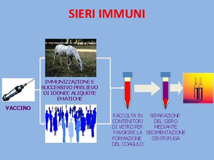 SIERI IMMUNIZZAZIONE E SUCCESSIVO PRELIEVO DI IDONEE ALIQUOTE EMATICHE VACCINO RACCOLTA IN SEPARAZIONE CONTENITORI SIERI IMMUNIZZAZIONE E SUCCESSIVO PRELIEVO DI IDONEE ALIQUOTE EMATICHE VACCINO RACCOLTA IN SEPARAZIONE CONTENITORI
