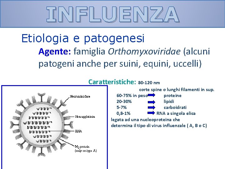 INFLUENZA Etiologia e patogenesi Agente: famiglia Orthomyxoviridae (alcuni patogeni anche per suini, equini, uccelli)