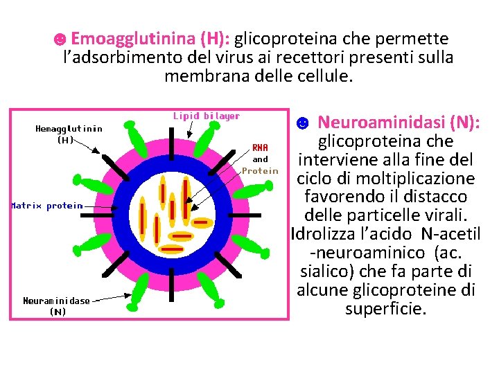 ☻Emoagglutinina (H): glicoproteina che permette l’adsorbimento del virus ai recettori presenti sulla membrana delle ☻Emoagglutinina (H): glicoproteina che permette l’adsorbimento del virus ai recettori presenti sulla membrana delle