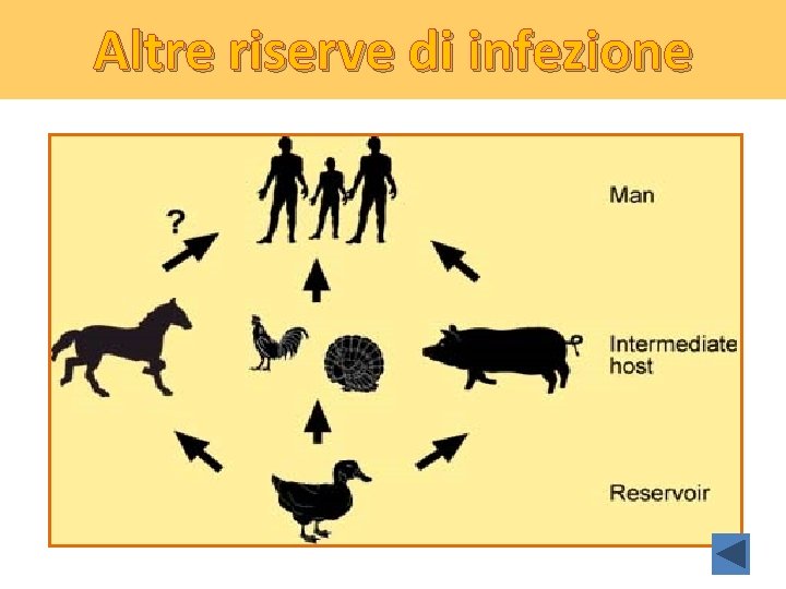 Altre riserve di infezione 