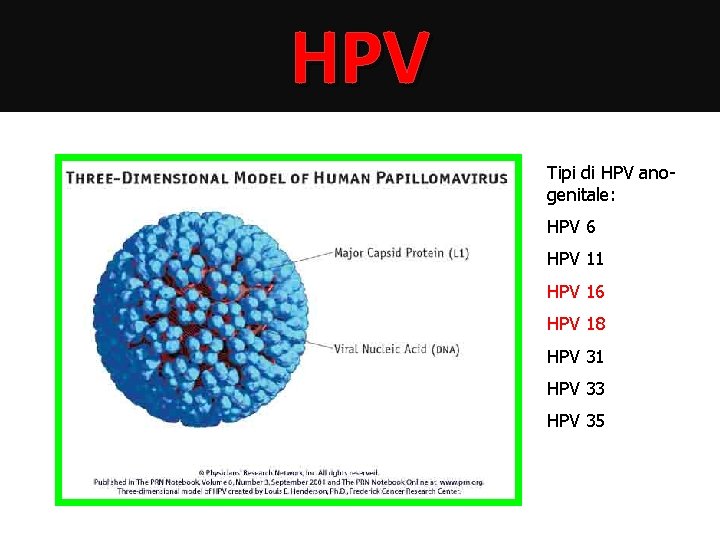 HPV Tipi di HPV anogenitale: HPV 6 HPV 11 HPV 16 HPV 18 HPV