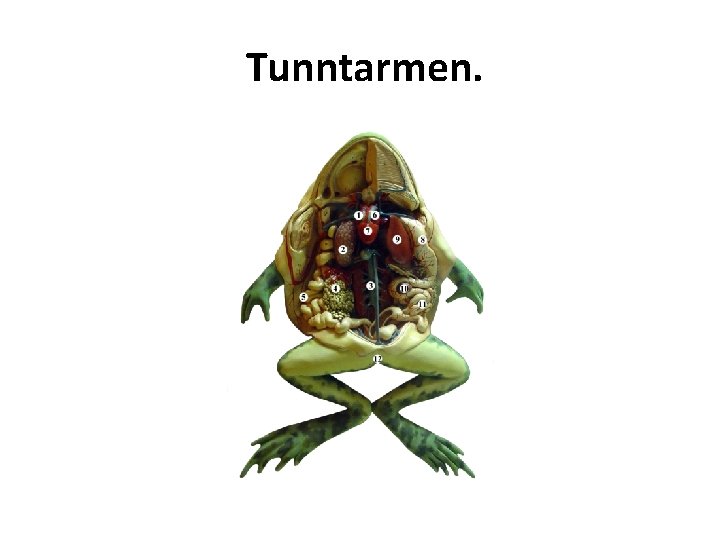 Tunntarmen. 