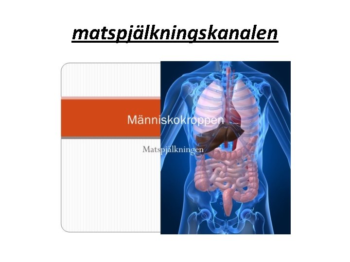 matspjälkningskanalen 