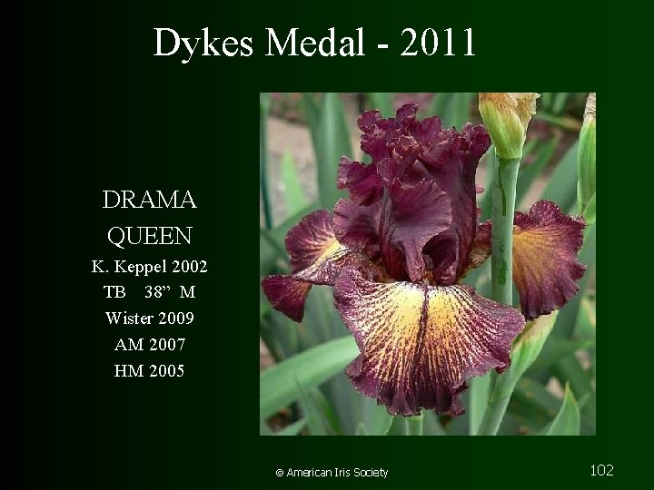 Dykes Medal - 2011 DRAMA QUEEN K. Keppel 2002 TB 38” M Wister 2009