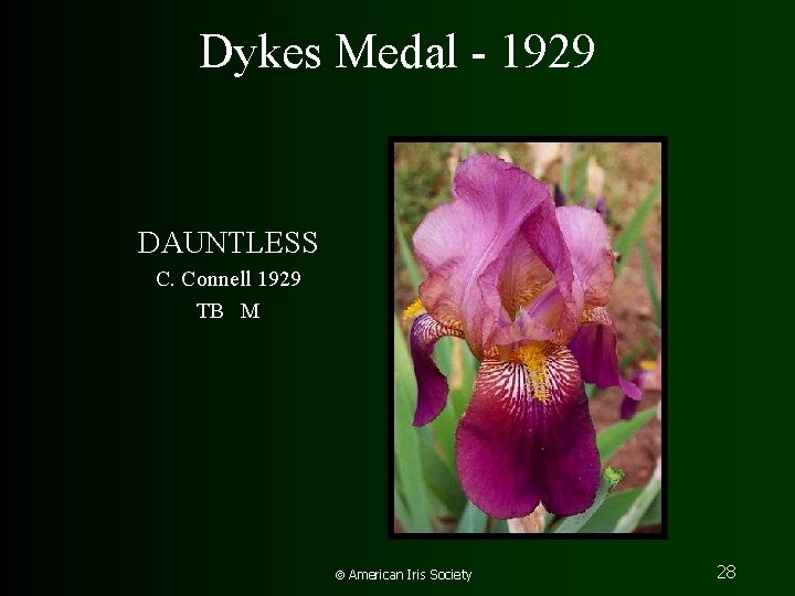 Dykes Medal - 1929 DAUNTLESS C. Connell 1929 TB M American Iris Society 28