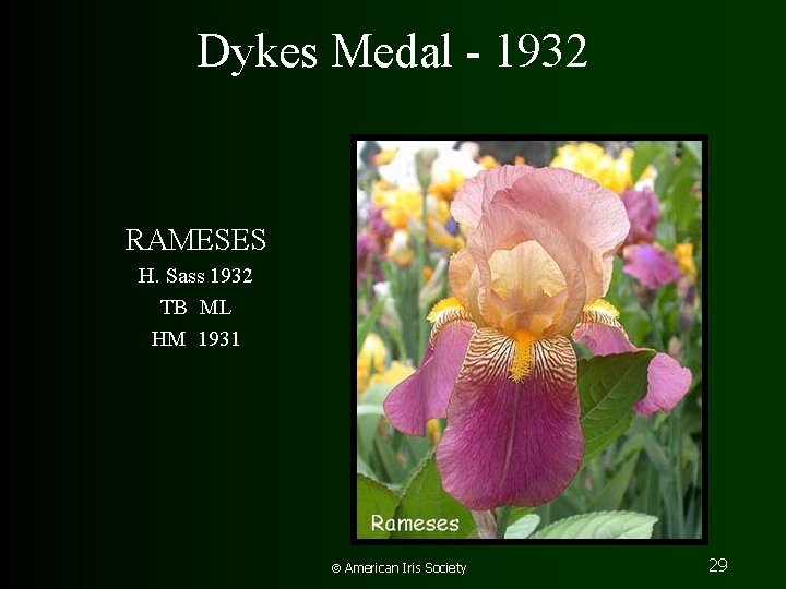 Dykes Medal - 1932 RAMESES H. Sass 1932 TB ML HM 1931 American Iris