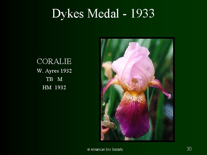 Dykes Medal - 1933 CORALIE W. Ayres 1932 TB M HM 1932 American Iris