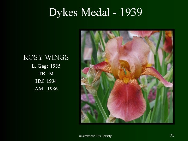 Dykes Medal - 1939 ROSY WINGS L. Gage 1935 TB M HM 1934 AM