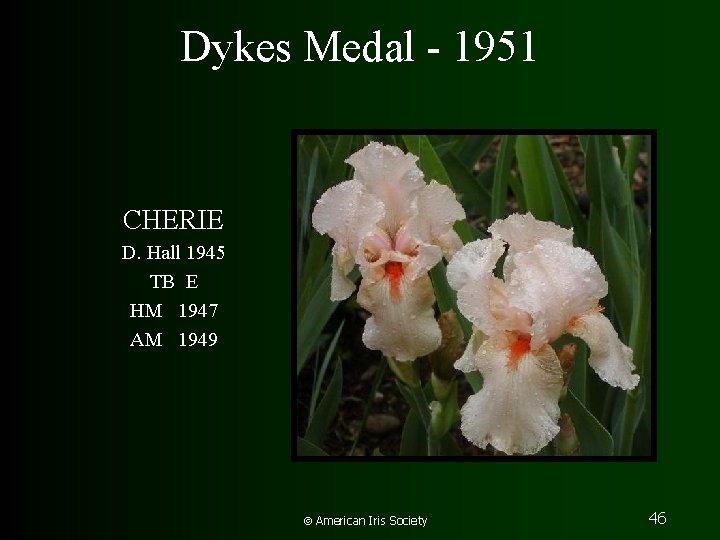 Dykes Medal - 1951 CHERIE D. Hall 1945 TB E HM 1947 AM 1949