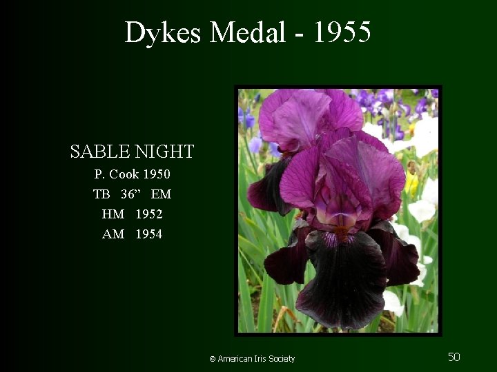 Dykes Medal - 1955 SABLE NIGHT P. Cook 1950 TB 36” EM HM 1952