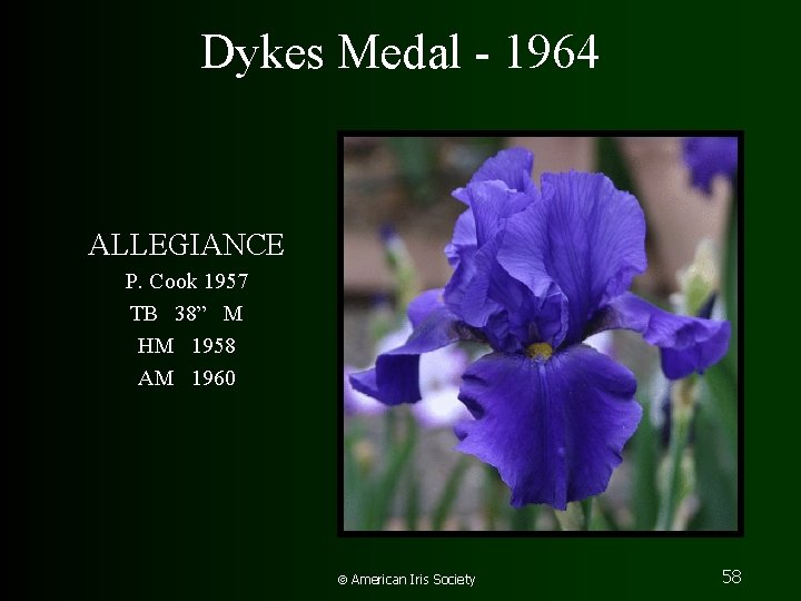 Dykes Medal - 1964 ALLEGIANCE P. Cook 1957 TB 38” M HM 1958 AM