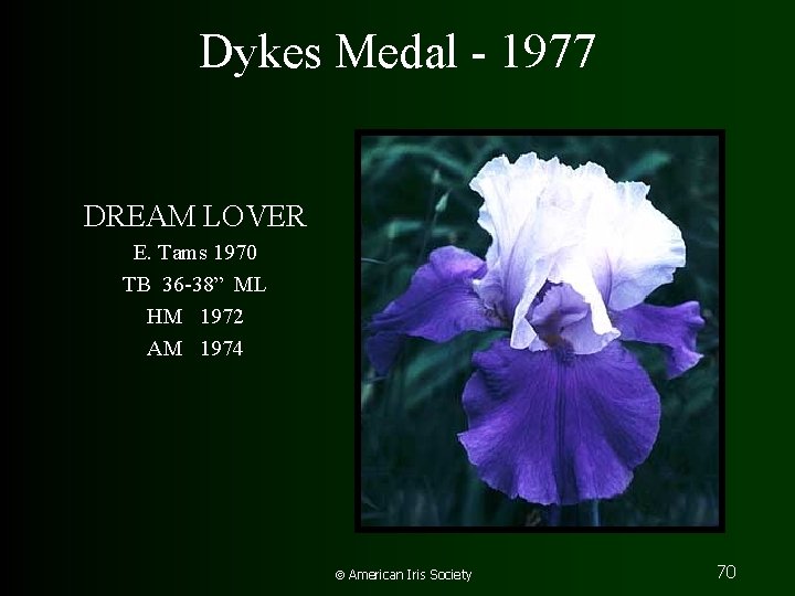 Dykes Medal - 1977 DREAM LOVER E. Tams 1970 TB 36 -38” ML HM