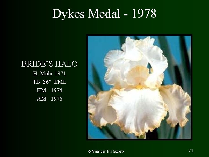 Dykes Medal - 1978 BRIDE’S HALO H. Mohr 1971 TB 36” EML HM 1974