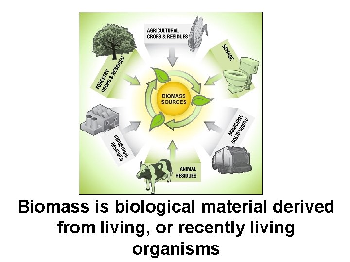 Biomass is biological material derived from living, or recently living organisms 