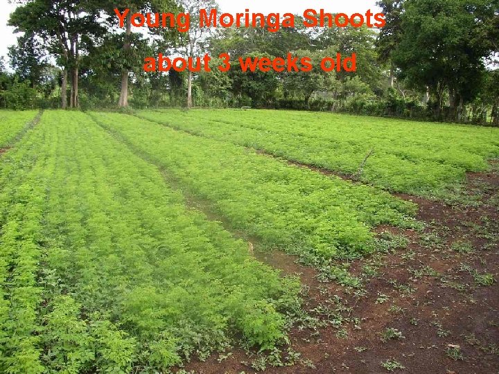 Young Moringa Shoots about 3 weeks old 