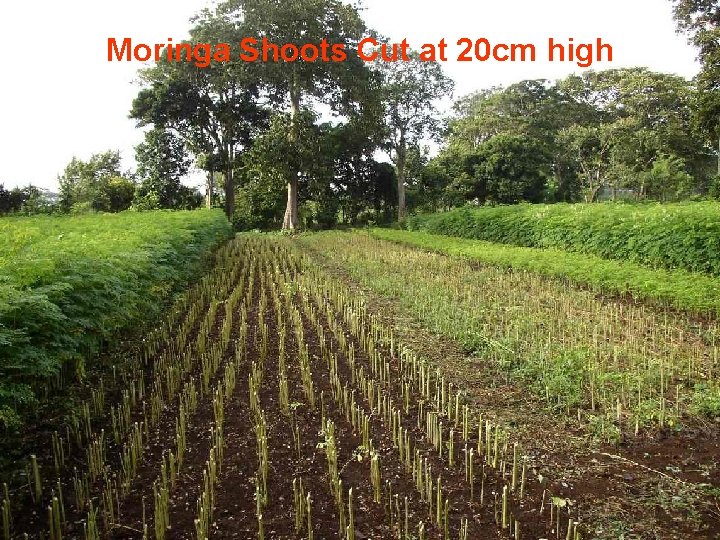 Moringa Shoots Cut at 20 cm high 