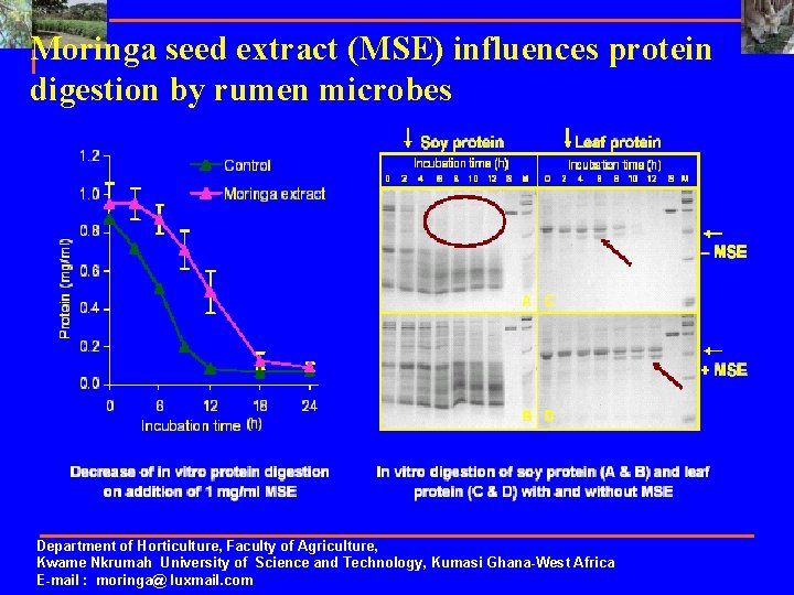 Moringa seed extract (MSE) influences protein digestion by rumen microbes Department of Horticulture, Faculty