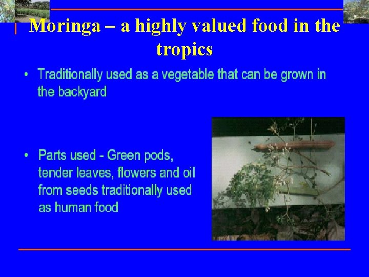 Moringa – a highly valued food in the tropics 