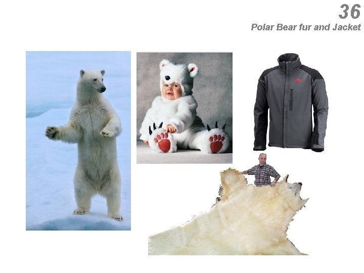 36 Polar Bear fur and Jacket 
