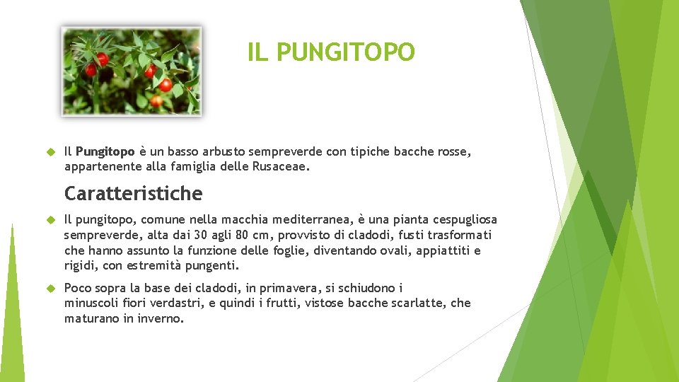 IL PUNGITOPO Il Pungitopo è un basso arbusto sempreverde con tipiche bacche rosse, appartenente