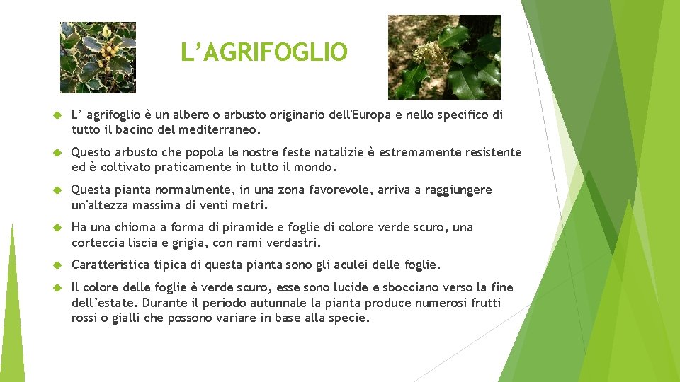 L’AGRIFOGLIO L’ agrifoglio è un albero o arbusto originario dell'Europa e nello specifico di