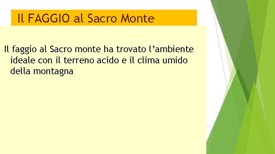 Il FAGGIO al Sacro Monte Il faggio al Sacro monte ha trovato l’ambiente ideale