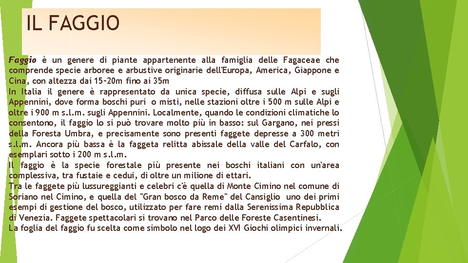 IL FAGGIO Faggio è un genere di piante appartenente alla famiglia delle Fagaceae che