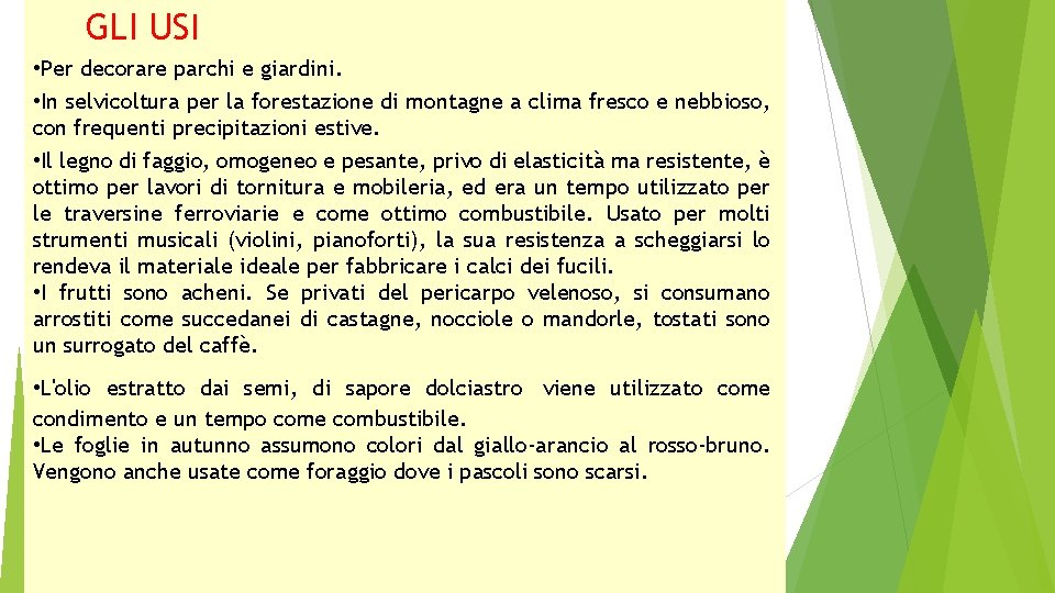 GLI USI • Per decorare parchi e giardini. • In selvicoltura per la forestazione