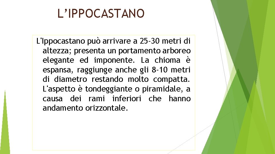 L’IPPOCASTANO L'Ippocastano può arrivare a 25 -30 metri di altezza; presenta un portamento arboreo