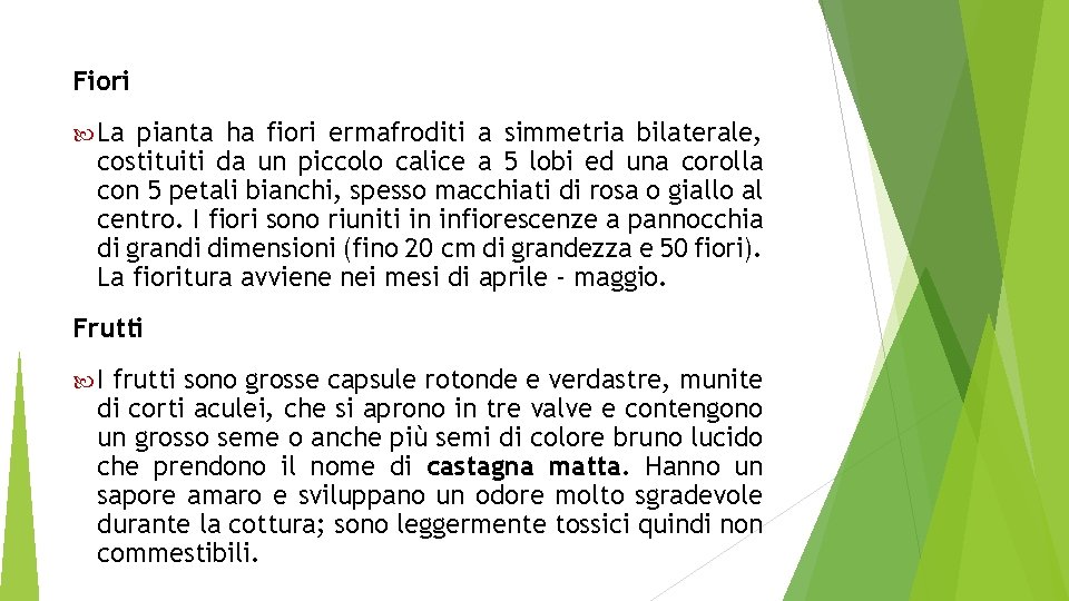 Fiori La pianta ha fiori ermafroditi a simmetria bilaterale, costituiti da un piccolo calice