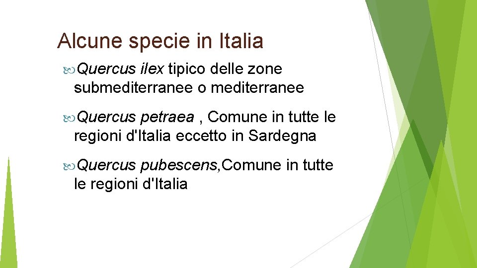 Alcune specie in Italia Quercus ilex tipico delle zone submediterranee o mediterranee Quercus petraea