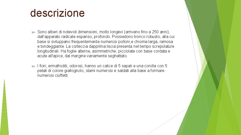 descrizione Sono alberi di notevoli dimensioni, molto longevi (arrivano fino a 250 anni), dall’apparato