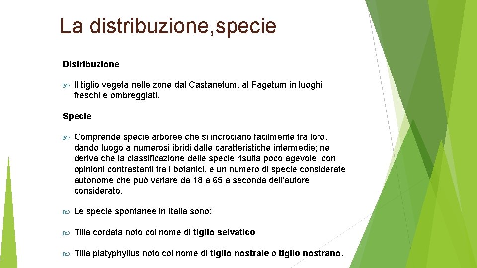 La distribuzione, specie Distribuzione Il tiglio vegeta nelle zone dal Castanetum, al Fagetum in