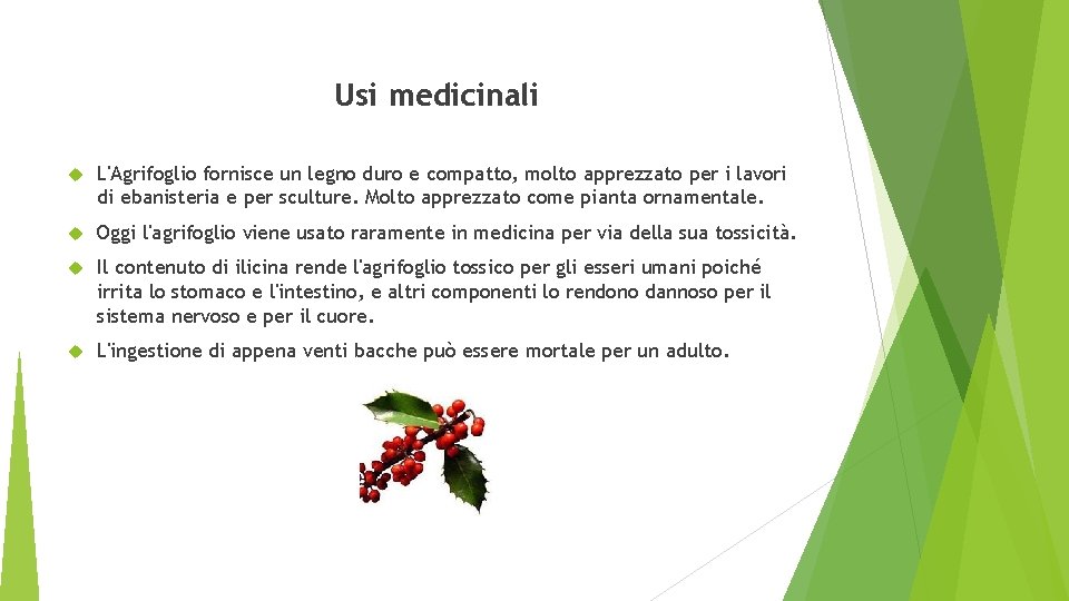 Usi medicinali L'Agrifoglio fornisce un legno duro e compatto, molto apprezzato per i lavori